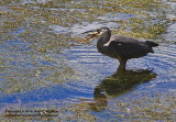Blue Heron Entree - IMG_0443.JPG