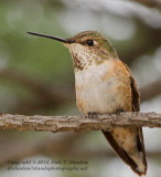 Immature Rufous Hummingbird - IMG_0603.JPG