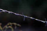Barbed Wire - IMG_1461.JPG