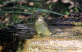 Orange Crowned Warbler - IMG_2324.JPG