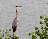 Blue Heron - IMG_8834.JPG