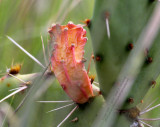 Prickly Pear - IMG_9966.JPG