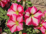 Petunias - IMG_8134.JPG