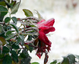 Knockout Rose - IMG_0095.JPG