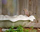 Mourning Dove - IMG_3004.JPG