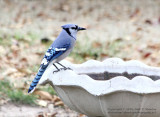 Blue Jay - IMG_5889.JPG