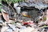 Band-bellied Crake (Porzana paykullii)