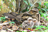 Large Tailed Nightjar, chicks
