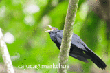 koel01.gif