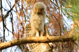 spotted_juv01.gif