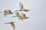 le01.gif