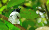 wm-ap01.gif