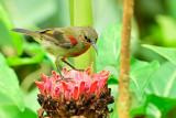 crimson sunbird, young male