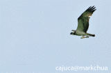 ops02.gif