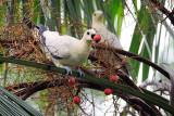Pied Imperial Pigeon (Ducula bicolor)