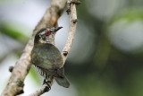 Little Bronze-Cuckoo, Male