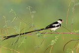 Pin-tailed Whydah, Male