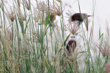 White-Headed Munia ( Lonchura maja )