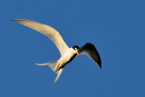 Little Tern ( Sterna albifrons )