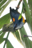 Orange-bellied Flowerpecker ( Dicaeum trigonostigma )