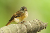 Ferruginous Flycatcher ( Muscicapa ferruginea )