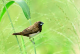 Javan Munia (Lonchura leucogastroides)