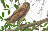 Barn Owl (Tyto alba )