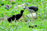 Adult with chicks