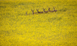 Bucks in a Canola Field