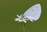 Holly Blue / Boomblauwtje