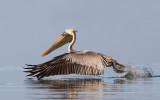 Flamingo's and Pelicans / Flamingo's en Pelikanen