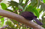Guinea turaco / Groene Toerako