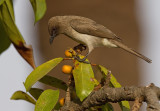 Common bulbul / Grauwe bulbul
