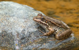 Levant water frog / Levantijnse Meerkikker