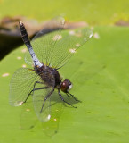 Lilypad Whiteface / Sierlijke witsnuitlibel