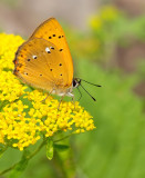 Scarce copper / Morgenrood