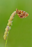Weavers Fritillary or Violet Fritillary / Paarse parelmoervlinder of Akkerparelmoervlinder 