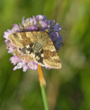 Marbled Clover / Lichte daguil