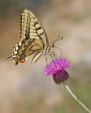 European Swallowtail / Koninginnenpage