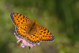 Dark-green fritillary / Grote Parelmoervlinder