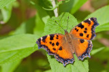 Yellow-legged tortoiseshell / Oostelijke vos