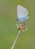 Mazarine Blue / Klaverblauwtje