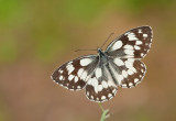 Marbled White / Dambordje