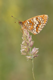 Heath Fritillary / Bosparelmoervlinder