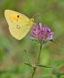 Clouded yellow / Oranje Luzernevlinder