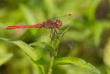 Southern darter / Zuidelijke heidelibel 