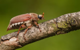 Common cockchafer / Meikever 