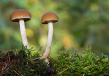 Common Stump Brittlestem mushroom / Witsteelfranjehoed