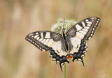 European Swallowtail / Koninginnenpage