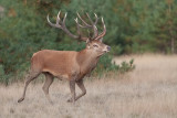 Red deer / Edelhert 